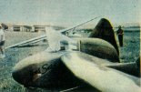 Inż. Skrzydlewski, pilot doświadczalny SZD, na chwilę przed startem na bezogo¬nowcu AV-36 na lotnisku w Chavenay, 1959 r.  (Źródło: Skrzydlata Polska nr 34/1959).